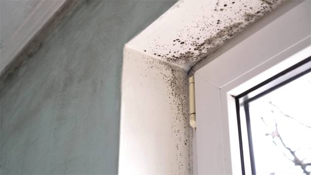 Best Mold Damage Restoration  in Maysville, GA