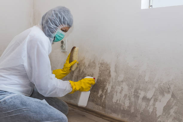 Asbestos and Lead Testing During Mold Inspection in Maysville, GA
