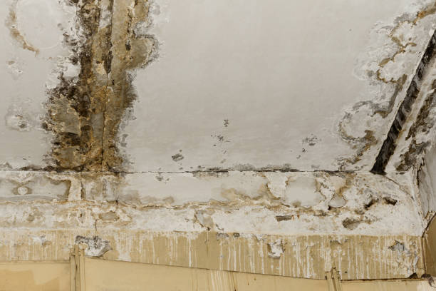 Best Flood Damage  in Maysville, GA