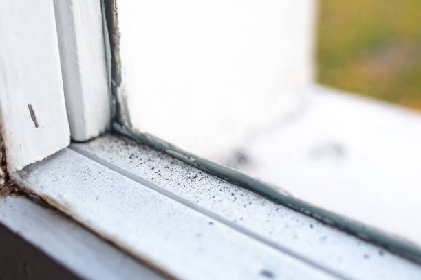Best Biohazard Mold Removal  in Maysville, GA