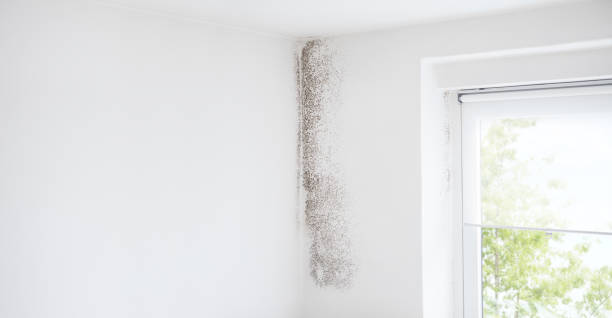 Best Mold Removal for HVAC Installations  in Maysville, GA
