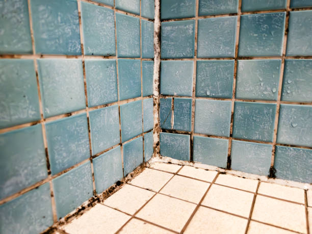 Best Emergency Mold Remediation  in Maysville, GA