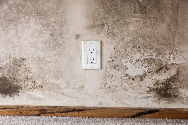 Environmental Consulting for Mold Prevention in Maysville, GA