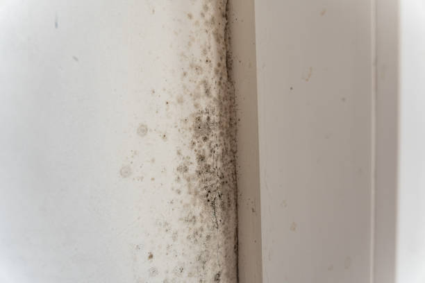 Best Post-Remediation Verification Testing  in Maysville, GA