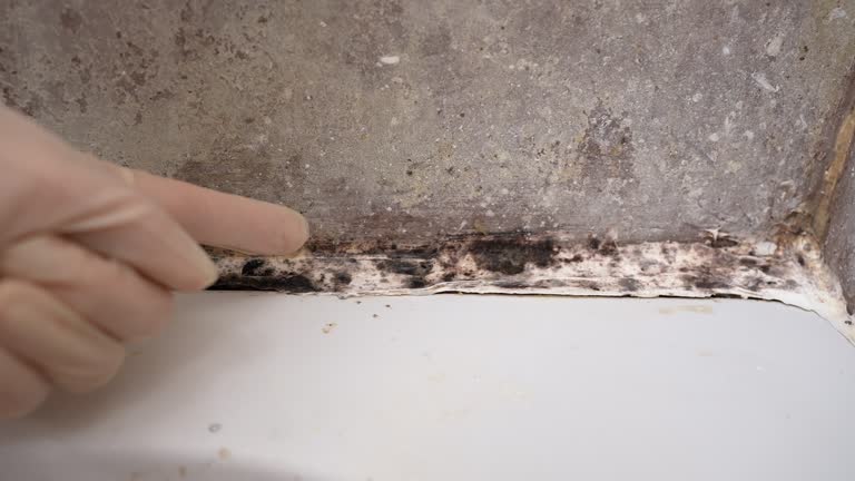 Best Industrial Mold Remediation  in Maysville, GA