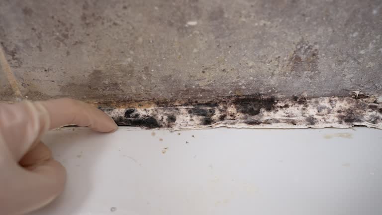 Best Post-Construction Mold Inspection  in Maysville, GA