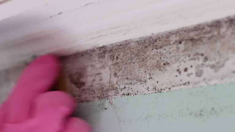 Best Comprehensive Air Testing for Mold Contaminants  in Maysville, GA